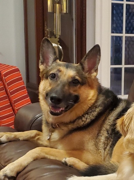 We lost our loyal, protective sweet fur baby suddenly and unexpectedly last week. 😢My heart aches.💔 "God will prepare everything for our perfect happiness in heaven, and if it takes my dog being there, I believe he'll be there." ~ Billy Graham