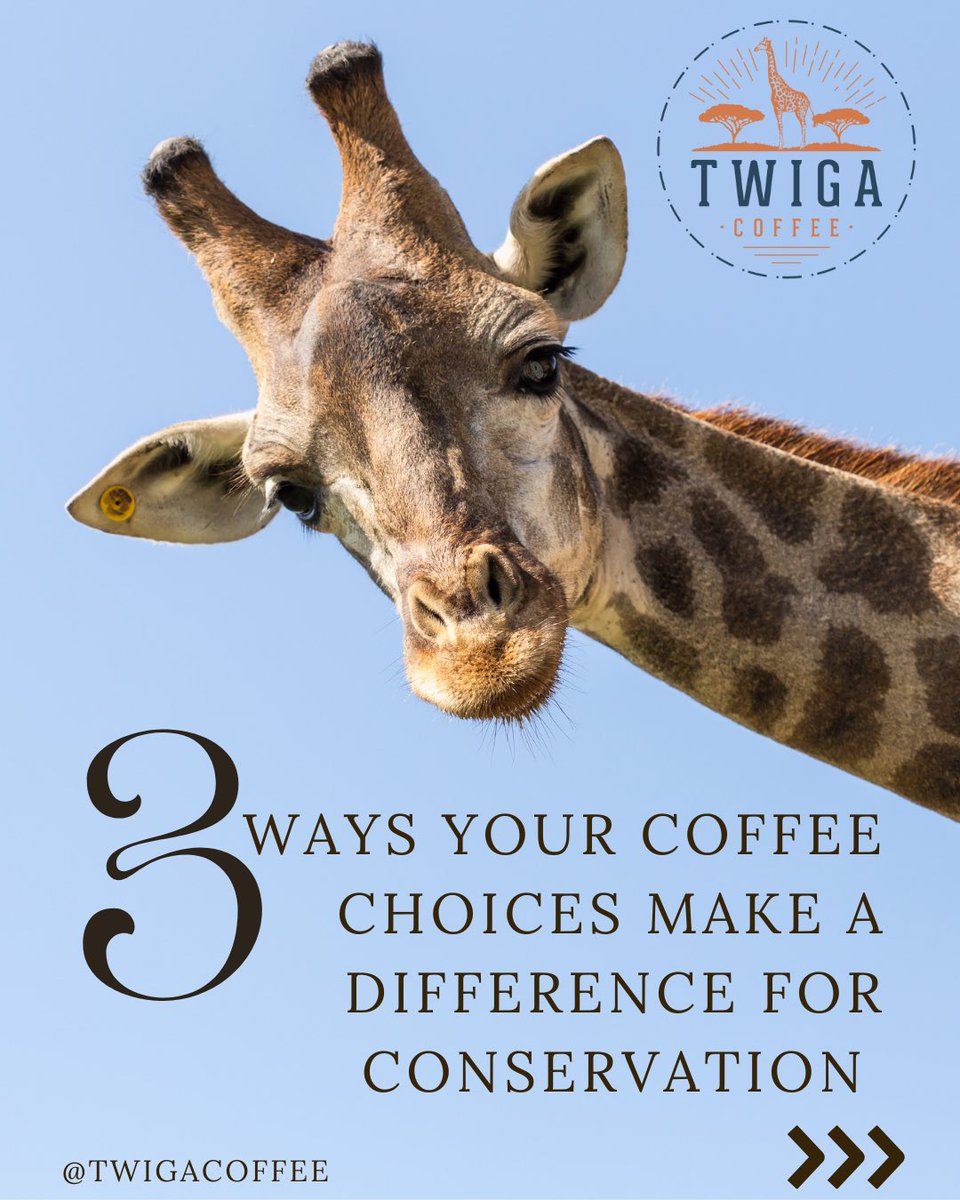 twigacoffee's tweet photo. Love coffee? Love wildlife? 🌱🦒
What if your morning brew could help protect the wild places and animals we cherish?

Every cup you enjoy is an opportunity to make a difference. From preserving lush habitats to supporting ethical farming, the coffee choices you make can help protect wildlife and their homes. 🏞️🌍

At Twiga Coffee, we’re on a mission to create change one sip at a time. Through sustainable practices and a commitment to conservation, we ensure that our beans not only taste great but also give back to nature. 🌿💚

Want to know how your coffee choices can help?
Swipe through our carousel to discover 3 simple ways you can support conservation efforts with every cup!

Which way will you start making a difference?
Tell us in the comments, and check out our wildlife-friendly coffee at Twiga Coffee! Together, let’s brew a better future! 🌍🌱

#TwigaCoffee #WildlifeConservation #EcoFriendlyCoffee #SustainableChoices #FromFarmToCup #CoffeeWithPurpose #CoffeeLovers #ProtectNature