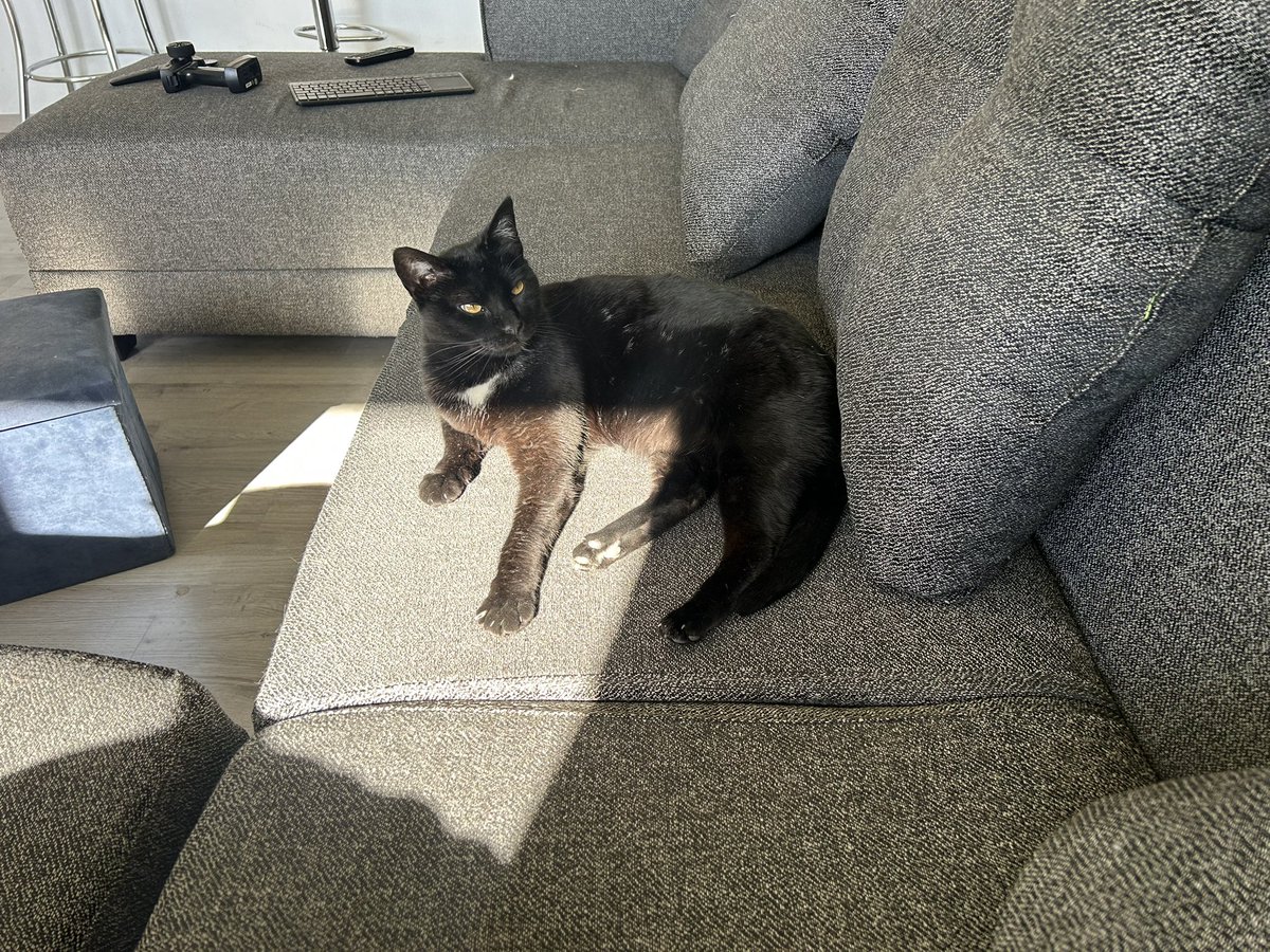 Kottore's tweet photo. @BlackCat__99 En realidad es de mi vecina pero creo que ya se mudó a mi casa desde hace dos a~os https://t.co/4KVHuheOyw