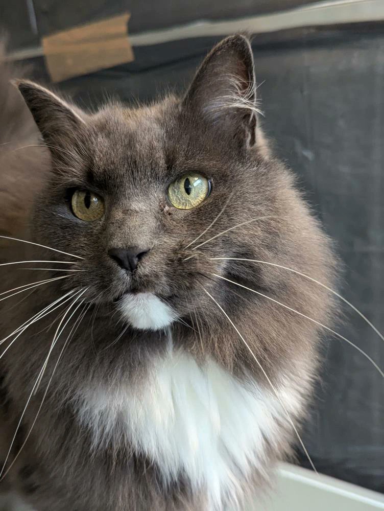 gnome_alice's tweet image. This girl is joining our family tomorrow. 
Currently shares the name of our dog,  but we think we have a solution.
#CatsOfTwitter 
#RescueCat