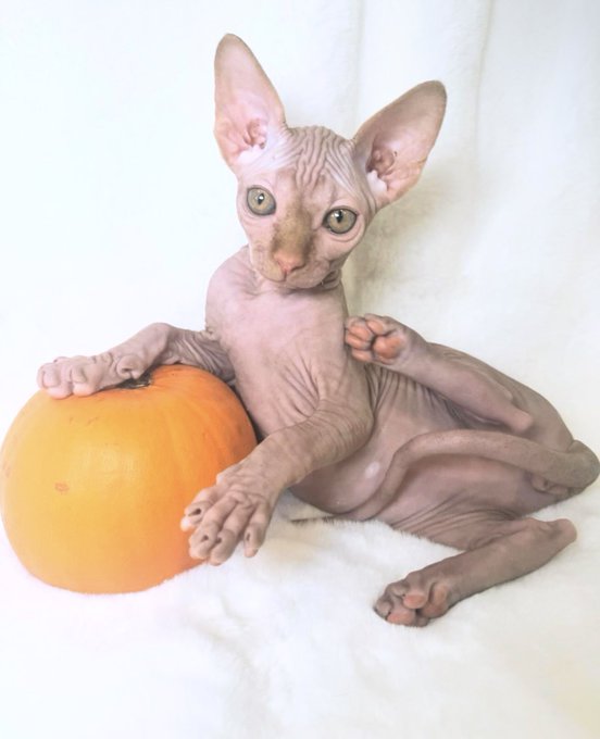 Watch WILL's leaked NSFW photo on TwXstars