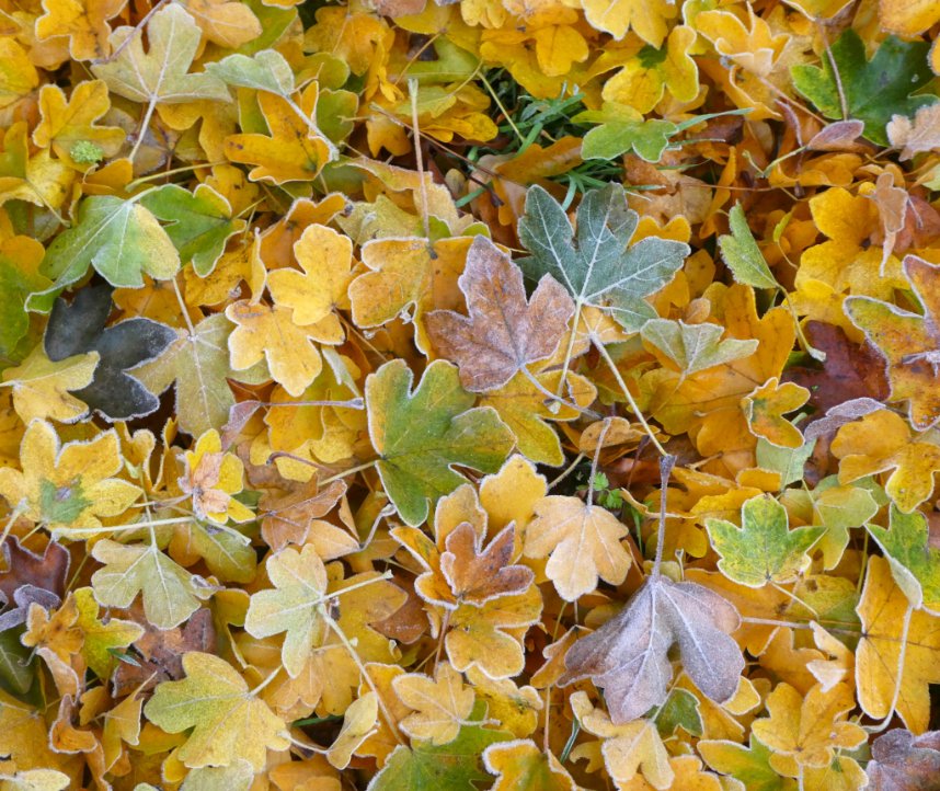 Frosted field maple leaves💛🍂💛
#SundayYellow