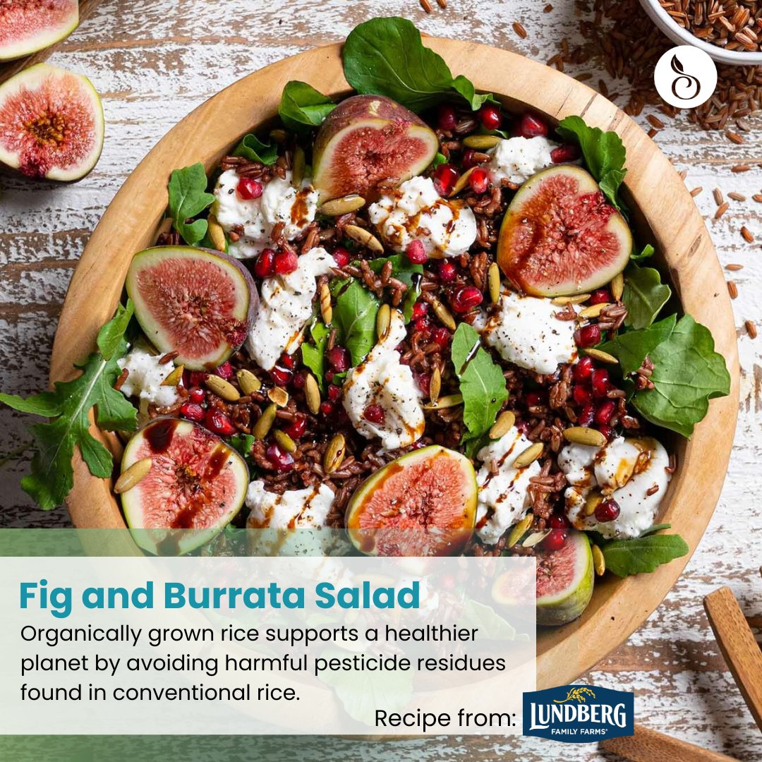 Add a festive touch to your spread with this Fig and Burrata Salad featuring the Organic California Red Jasmine Rice from @LundbergFarms. The nutty red rice, creamy burrata and fresh figs make for a vibrant, delicious salad. 🥗 Get the recipe: bit.ly/3Z0fYxK