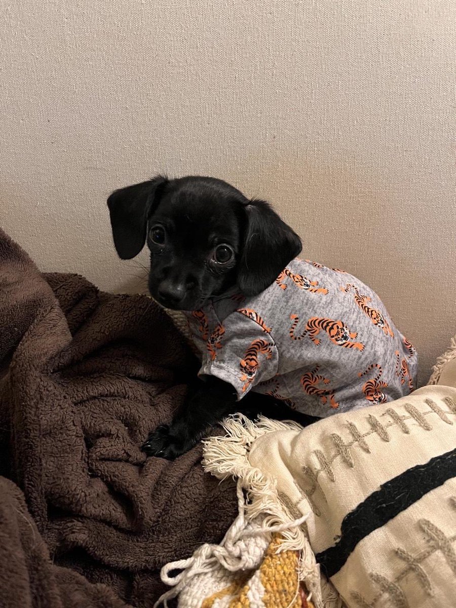 dog_rates's tweet photo. This is Zelda. She’s in her new forever home after being rescued from a hoarding situation. Got a tiger onesie to help her feel brave. 12/10 https://t.co/8fhJq9UB4f