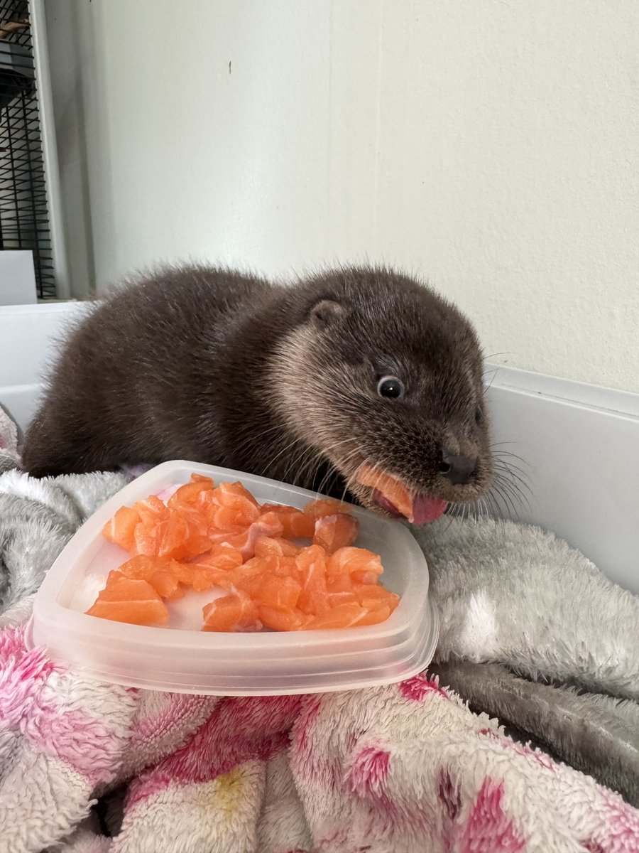 Pernie & Ozzy tweet media