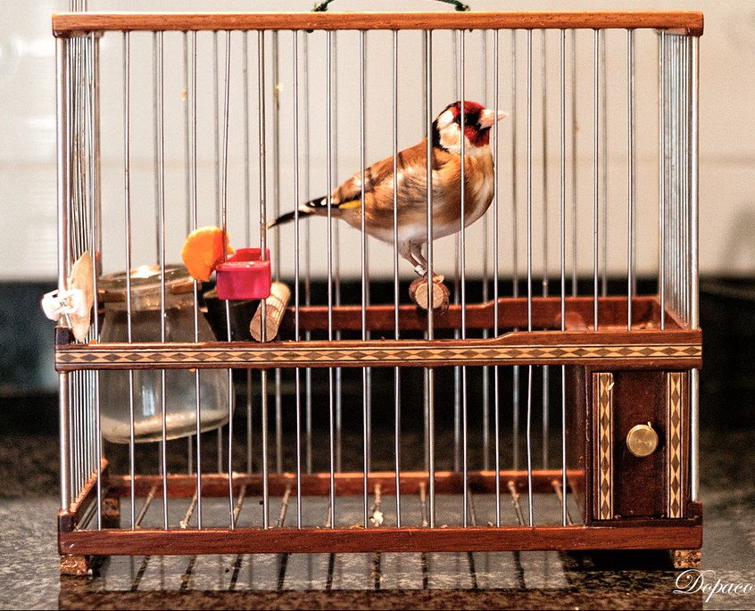 Aldama en prisión era como un jilguero y ha cantado tan bien que le han dado puerta para que se lo coma el gato.