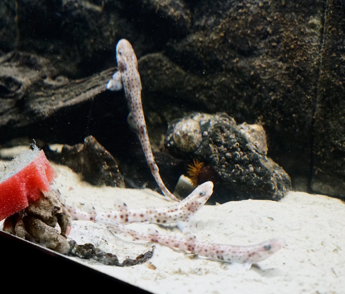 Reindert Nijland tweet media