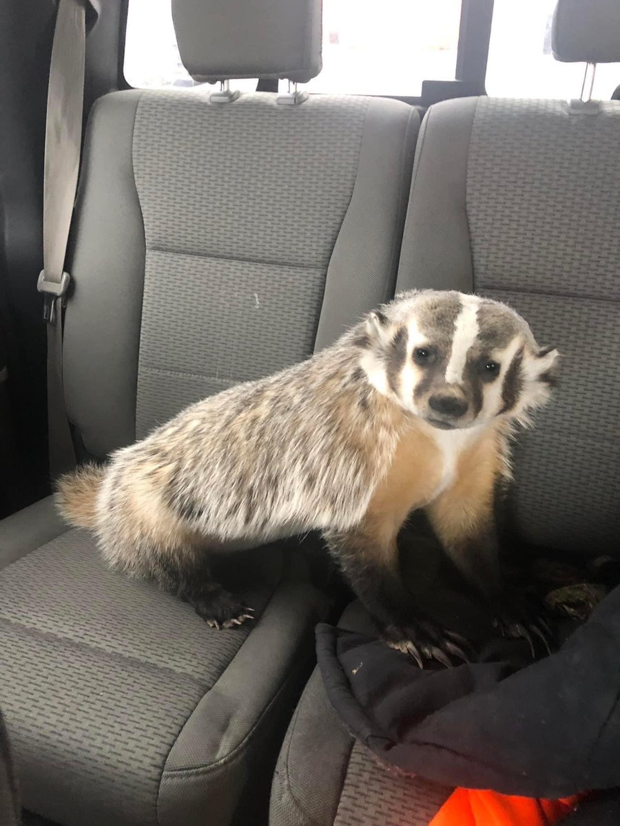 Anyone lose a blue heeler near Lincoln, Illinois? 
Terrible attitude, likes Slim Jim’s.