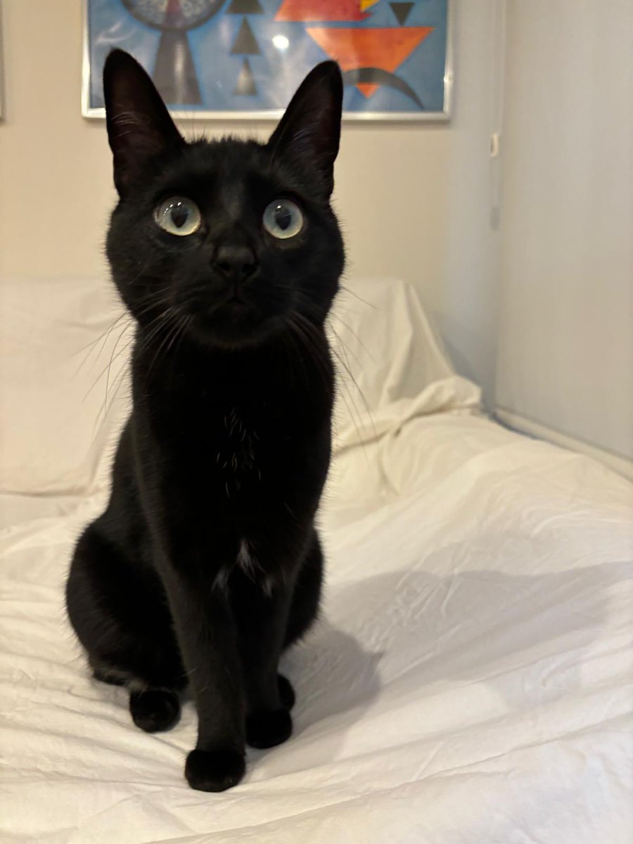 Holi, soy Sierra y necesito tu Ayuda. 
Si sigues leyendo y óptas por compartir, aunque no lo creas me ayudaras, es sencillo. 
Soy una gatita más con problemas, me han rescatado de la calle, un amor de acogida, un angel, pero claro, no tiene peludos porque viaja mucho. 
No me ha