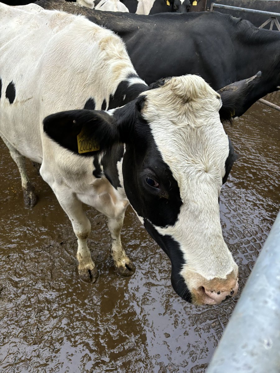 sarah97howells's tweet photo. A yard full of lovely cows all off to TB!
42 we lost today, 10 years of this agonising pain we’ve been through as a family farm with no light at the end of the tunnel, rearing and loving these cows is such a rewarding job it pains me to watch them go! I can’t see a way out 😔🐄 https://t.co/J9fC2KUpui