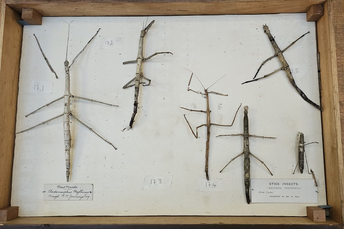 ConservationBob's tweet image. Ipswich Museum conservation for the re-display. Ashley has been reconstructing butterflies and insects, 
re-attaching missing legs and antennae using B72 and Japanese tissue. Re-joining bodies with tissue and small dowels. Removing old insect infestation and frass.