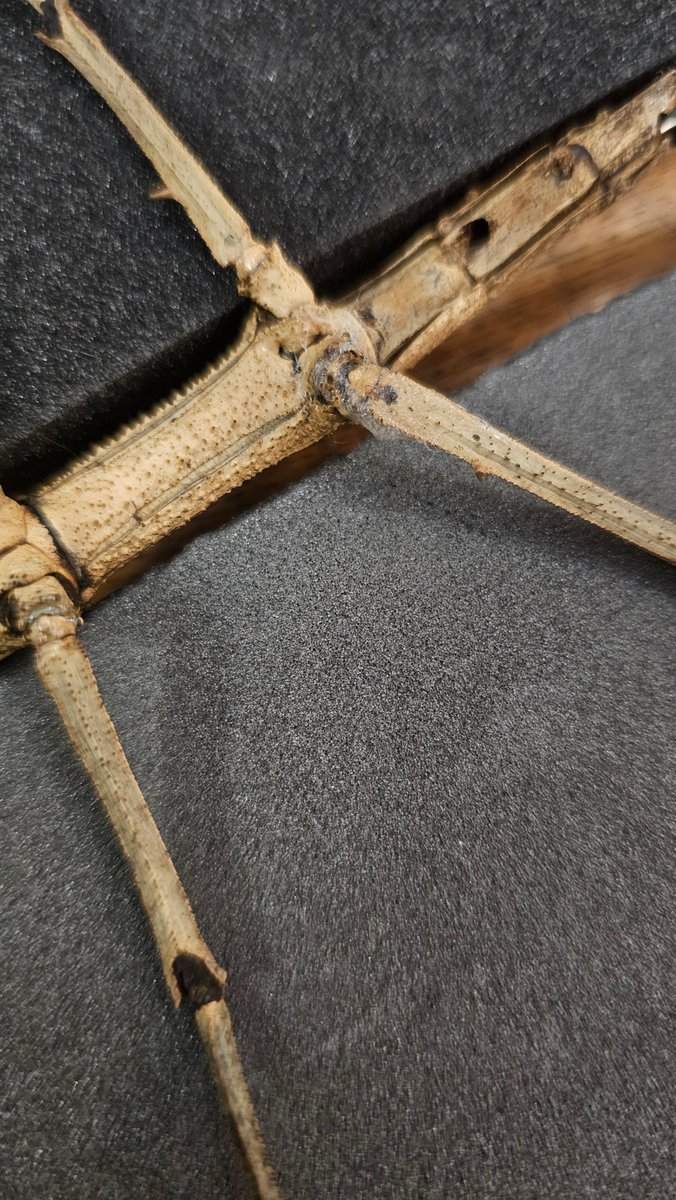 ConservationBob's tweet image. Ipswich Museum conservation for the re-display. Ashley has been reconstructing butterflies and insects, 
re-attaching missing legs and antennae using B72 and Japanese tissue. Re-joining bodies with tissue and small dowels. Removing old insect infestation and frass.