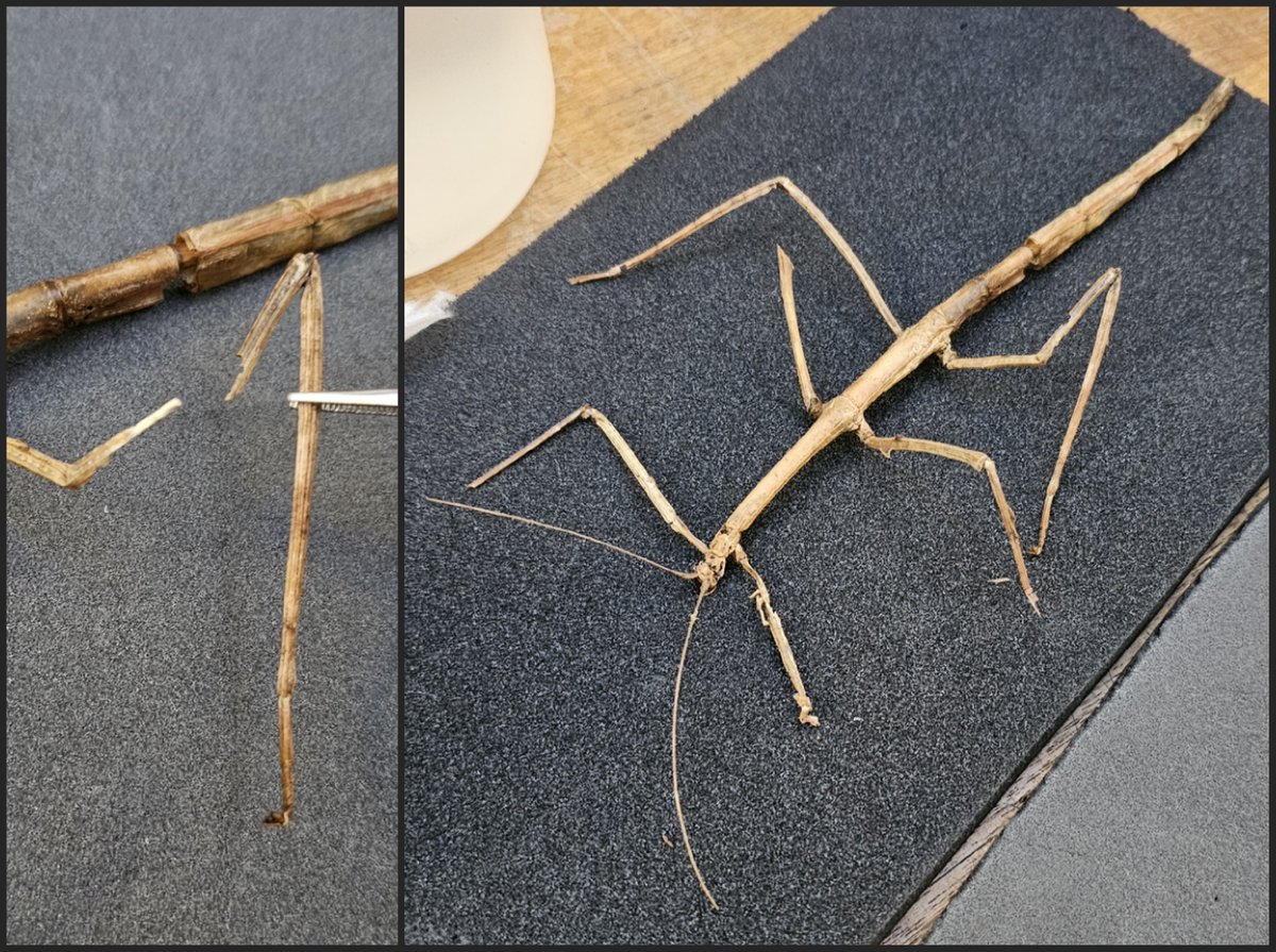 ConservationBob's tweet image. Ipswich Museum conservation for the re-display. Ashley has been reconstructing butterflies and insects, 
re-attaching missing legs and antennae using B72 and Japanese tissue. Re-joining bodies with tissue and small dowels. Removing old insect infestation and frass.