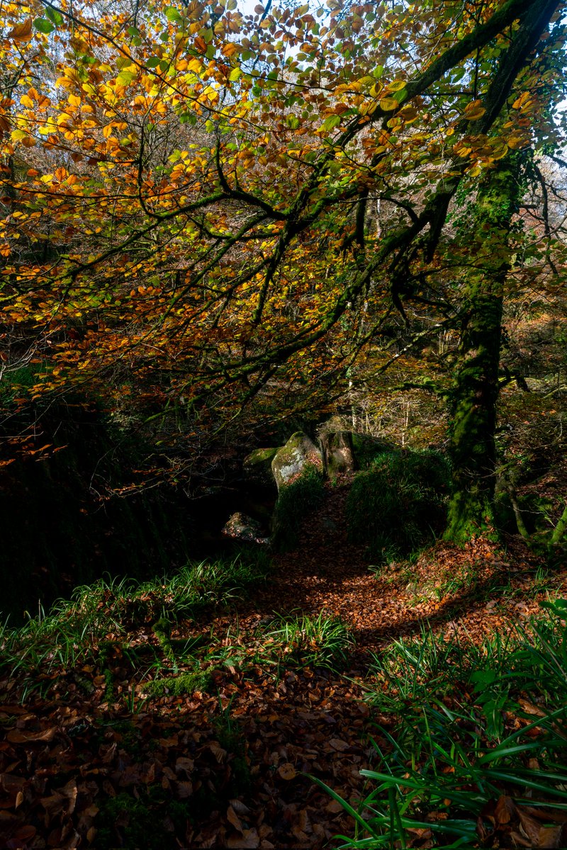 Breizhhollgaret tweet media