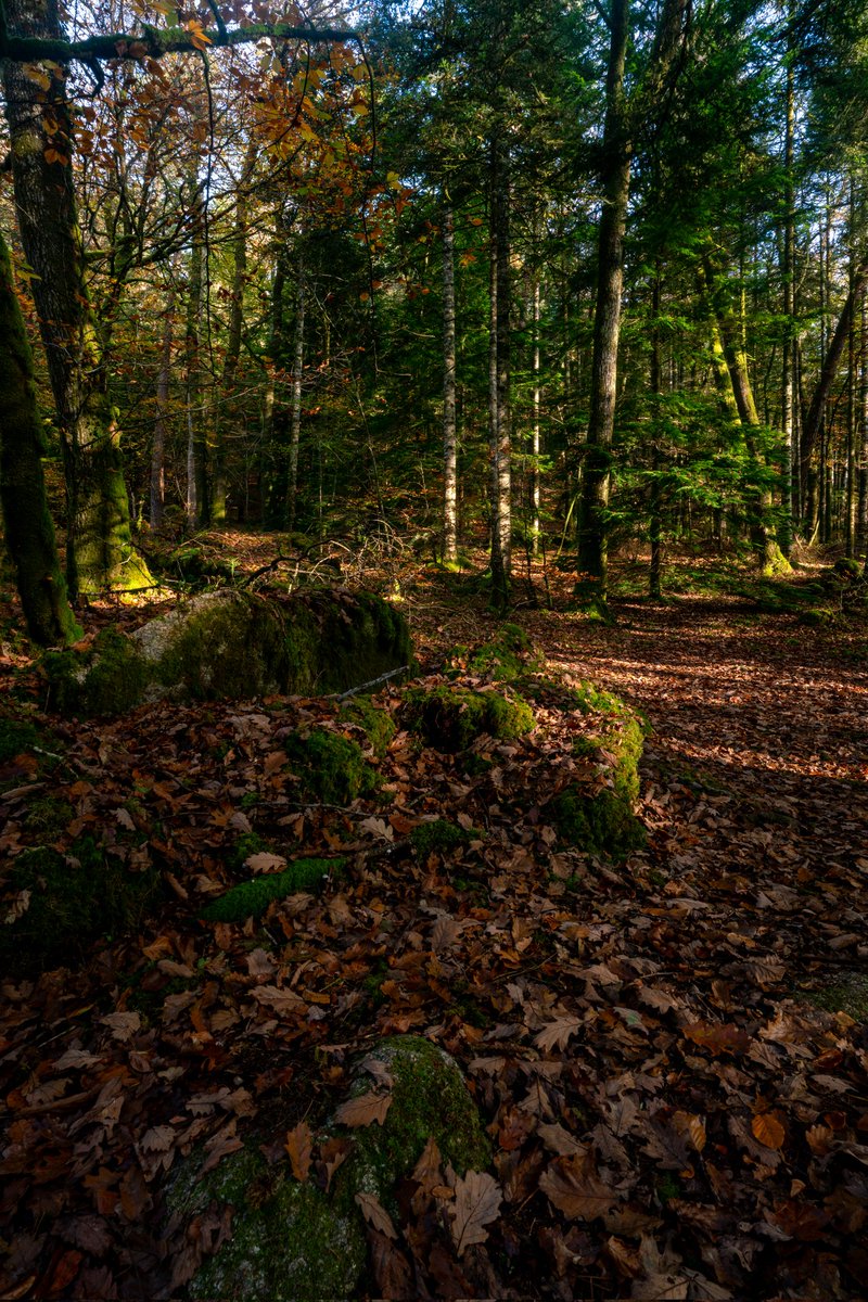 Breizhhollgaret tweet media