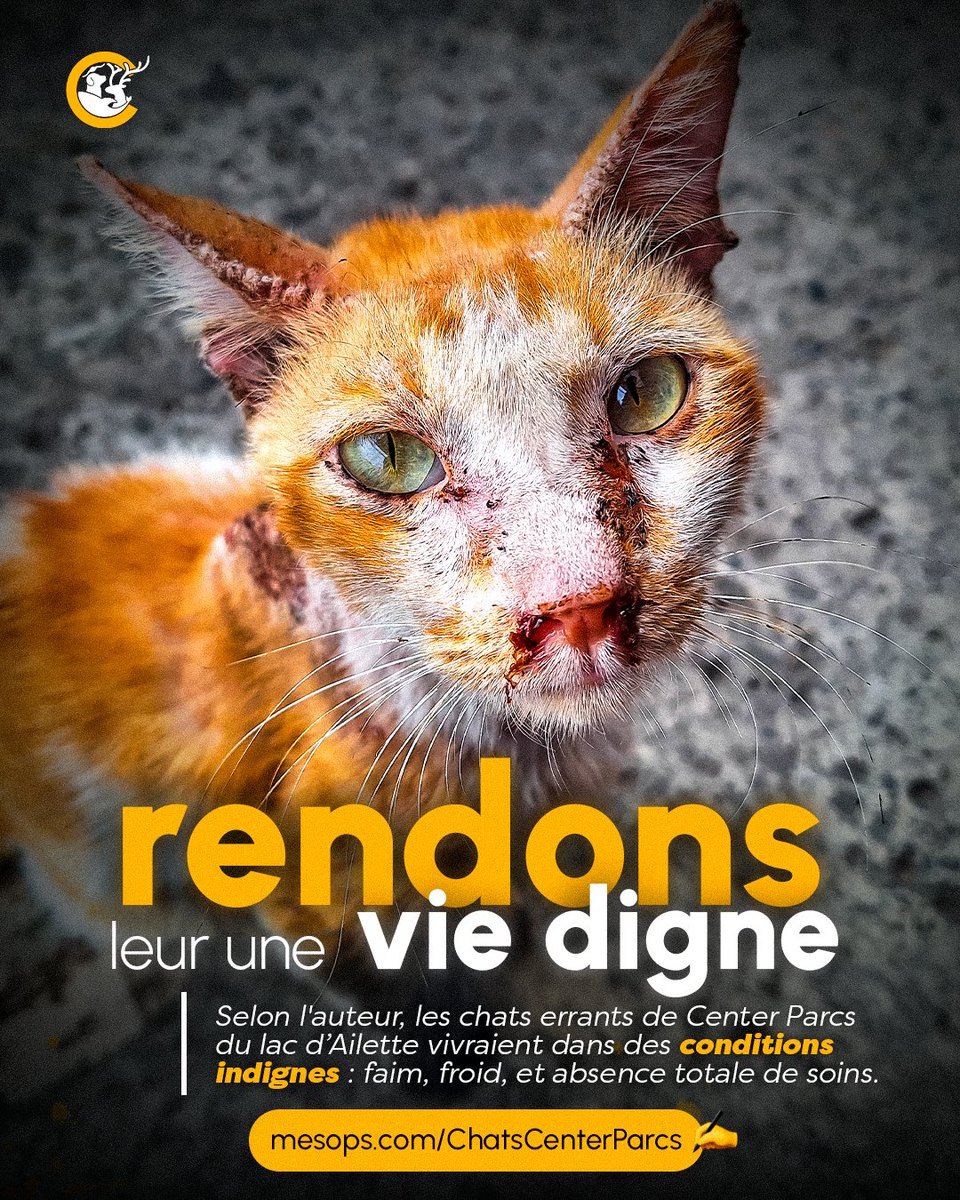 Selon l'auteur de la pétition, les chats errants de Center Parcs du lac d’Ailette vivraient dans des conditions indignes : faim, froid, et absence totale de soins 🐾💔

Mobilisons-nous pour eux ✊

Signez la pétition
➡️ mesops.com/ChatsCenterPar… ✍️