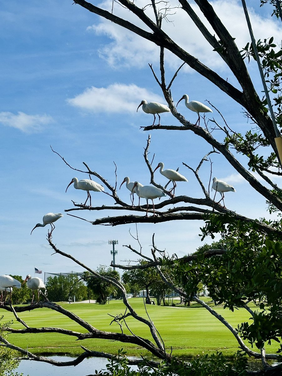 CPack12's tweet image. Ibis Birds just hanging out doing their thing