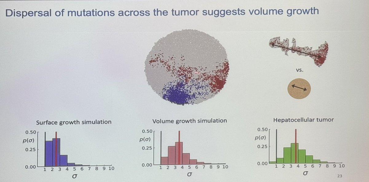 Cool presentation from <a href="/weghornlab/">Donate Weghorn</a> discussing, Inference of the mutational processes and the mode of growth governing tumor evolution. She shows that spatial clonal dynamics in liver cancer are most likely volumetrically driven using an off-lattice ABM simulation <a href="/EvoMG_Bcn/">EvoMG Program</a>