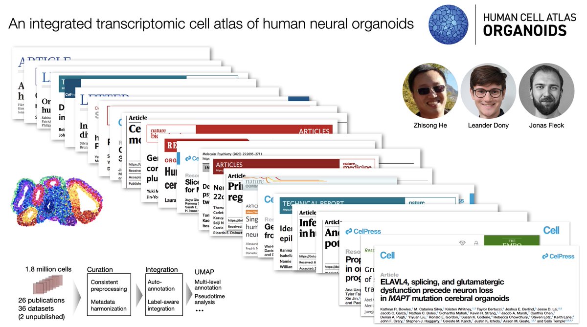 An integrated neural organoid atlas helps us all stand on the shoulders of great scientists! We explore coverage and fidelity, provide tools to assess new protocols, and  use the diverse cohort to assess disease models. nature.com/articles/s4158…