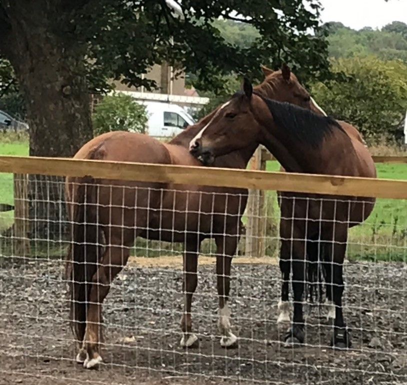 Has discussion around #horsewelfare at the #Olympics piqued your interest? Explore #equinebehaviour through a science-based lens with <a href="/EdinburghUni/">The University of Edinburgh</a> . <a href="/TheDickVet/">The Royal (Dick) School of Veterinary Studies</a> offers 3 accredited short courses in key aspects of #equinebehaviour - they start in January! edin.ac/48XFCrr