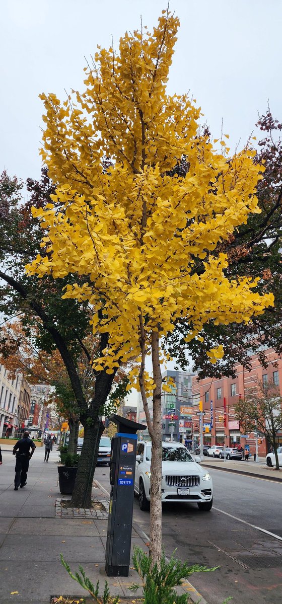 RoseleneDolce's tweet photo. Yellow Ginkgo tree leaves
#Autumn #Ginkgo #tree #foliage #yellowleaves #fallfoliage #photography #streetphotography #Fall #yellow #changingleaves #nature #FallForNYC https://t.co/17tC1aHSaL