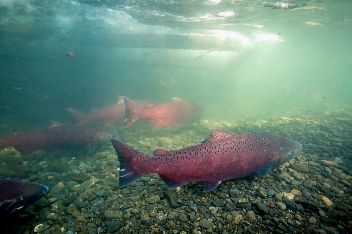Throwback Thursday with a step forward for people, salmon, and the land. Alaska Native Tribes &amp; Corporations joined USFWS and partners to formalize co-stewardship agreements to protect salmon for future generations.➡️🔗Gravel to Gravel Keystone Initiative: fws.gov/page/gravel-to…