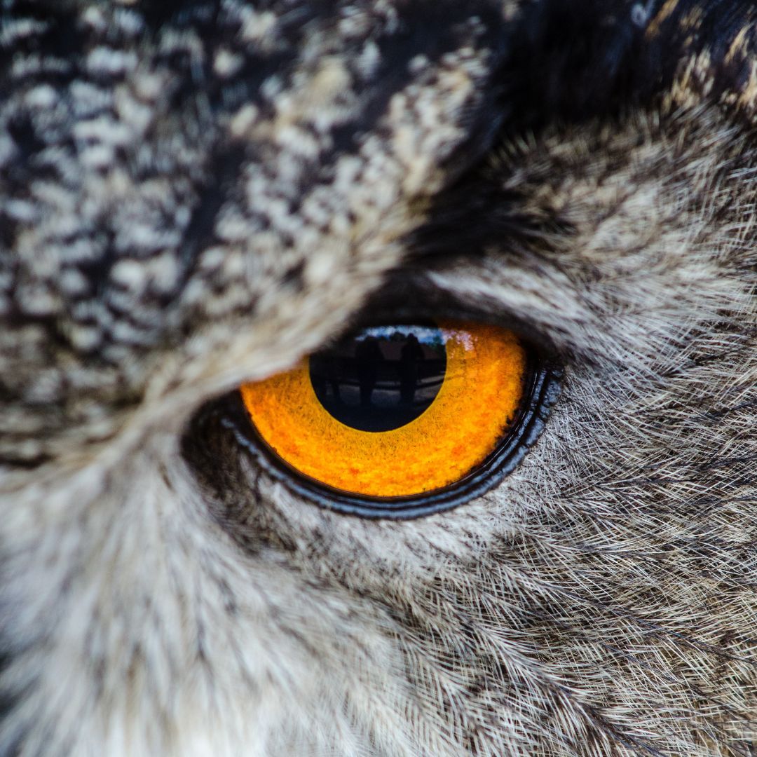 AndersonFamouss's tweet image. 🦉 Owls are known for their incredible night vision, but did you know they can't move their eyeballs? Instead, they have to turn their whole head to look around. Talk about a neck workout! 🦉👀

#universalintelligence #wearablemicroscopes #autonomouseyewear
