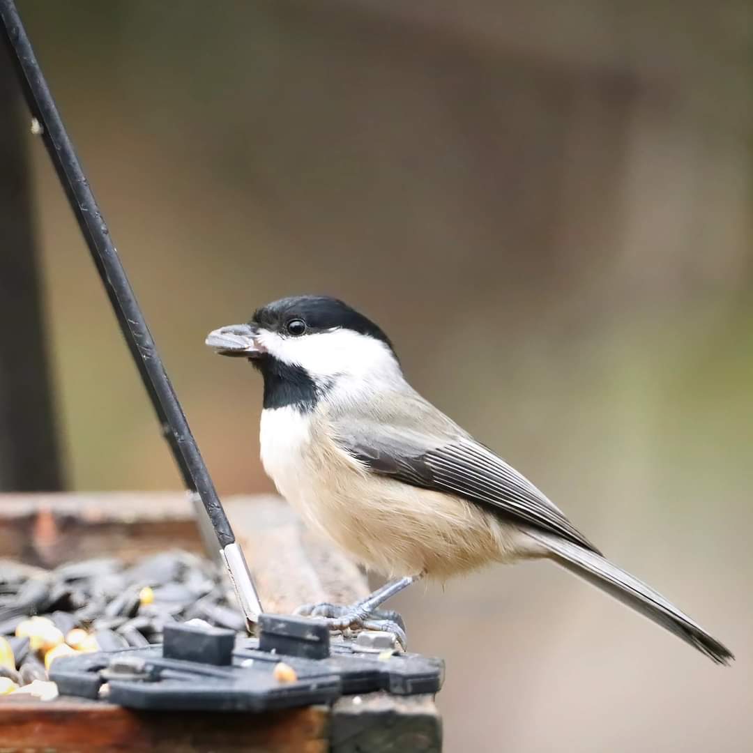 birdhouse_love's tweet photo. First in line for breakfast!
#firstinline #chickadees #birding #chickadee #breakfast #birds #chickadeedeedee #birdlovers #chickadeeantics #ohiobirds #breakfastisserved #birdlove #ohiobirdworld #ohiobirdlovers #birdwatching #birdwatchers https://t.co/mnCPHVRTHq