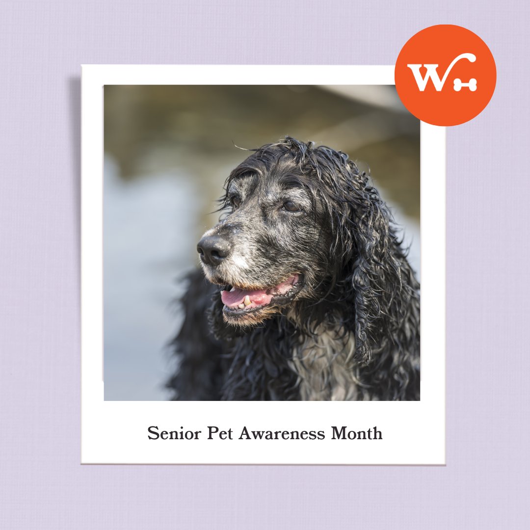 Wishbone_Pet's tweet photo. 🐾 November is Senior Pet Awareness Month—a time to celebrate the endlessly loving senior pets that bring us so much joy. 

Wishbone supports cats and dogs at every stage with plans that keep them happy and healthy through their golden years. 🐕🐱

#SeniorPetAppreciation https://t.co/xEb7q2Q3x5