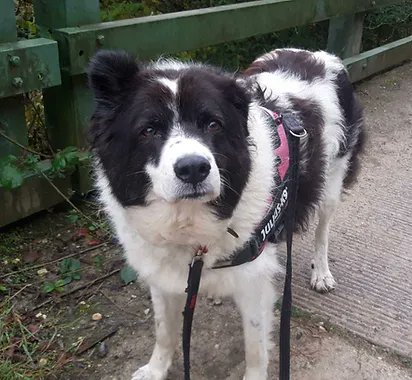 AdoptionsUk's tweet image. Please retweet to help Myra find a home #YORKSHIRE #UK  AVAILABLE FOR ADOPTION✅
Myra has been waiting in kennels for 6 months . Bucovina Shepherd, aged 8, ok with other dogs and older children.   
Details or apply for Myra below 👇 goodlifedogrescue.co.uk/dog-9
She adores cuddles and…