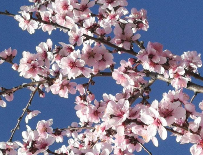 Our dried fruits and nuts come from small farmers, artisan producers and food cooperatives, from people who care about the land and their produce. Read more in our NEWSLETTER!
mailchi.mp/d28ed2419f6a/n…