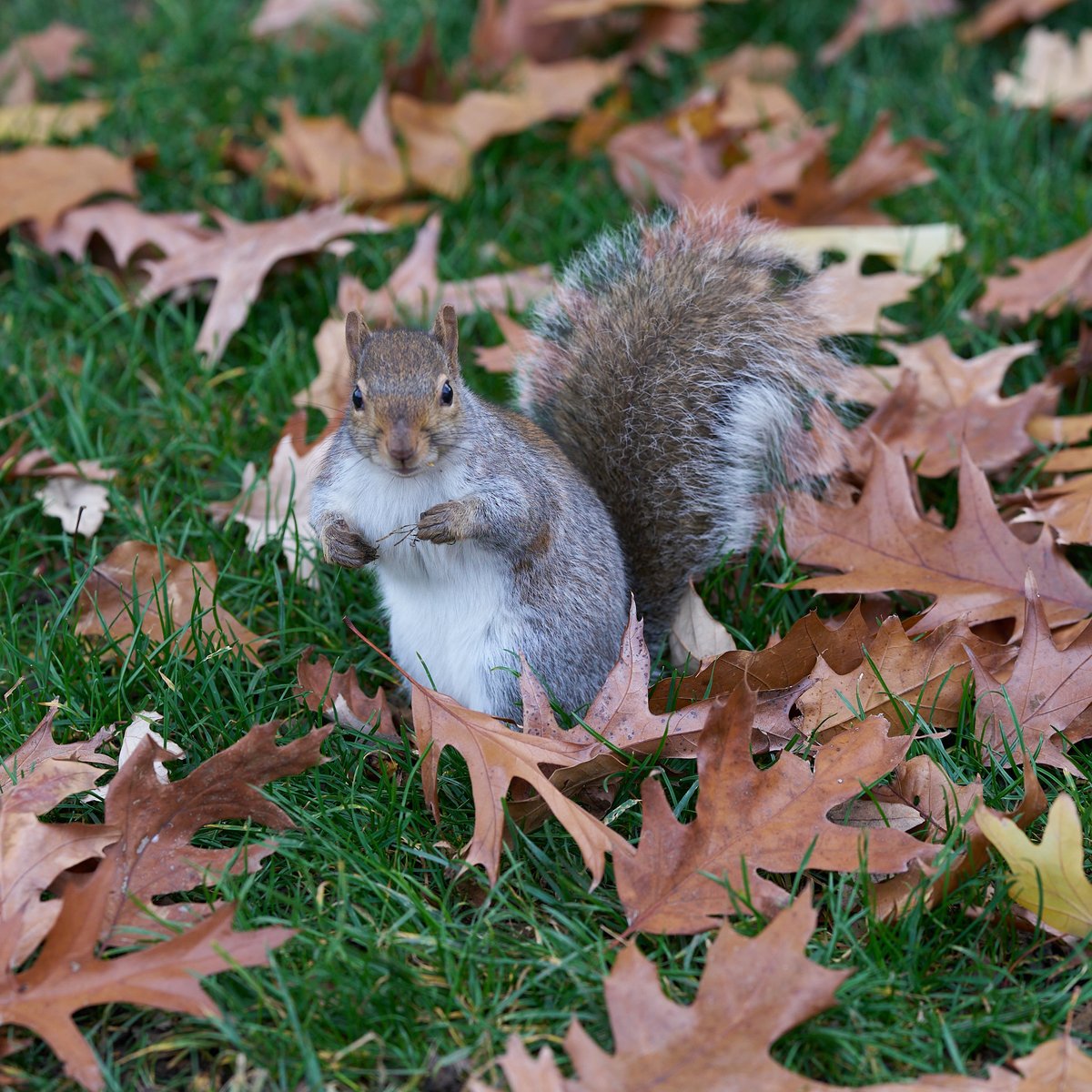 UnsortedPhotos's tweet photo. Oops, dropped it.
#squirrel #acorn #nuts #naturephoto #NaturePhotography #Pnutsfreedomfarm https://t.co/bqvP7e69I3