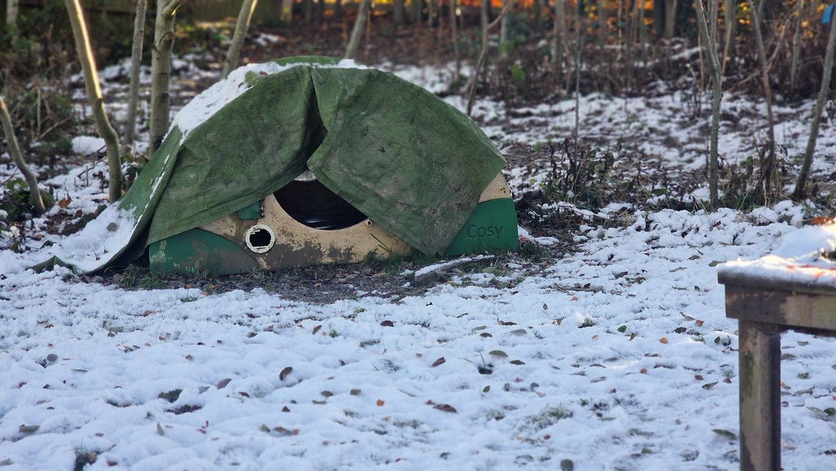 Wild Bears Forest School CIC tweet media