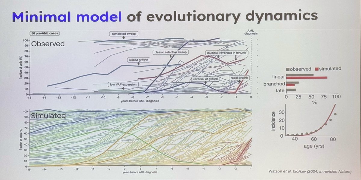 Next up is <a href="/jrblundell/">Jamie Blundell</a> presenting, The dynamics of genetic and epigenetic alterations in the decades preceding blood cancer diagnosis. Jamie shows a simple stem cell based model with stochasticity captures the clonal dynamics remarkably well!  <a href="/EvoMG_Bcn/">EvoMG Program</a>
