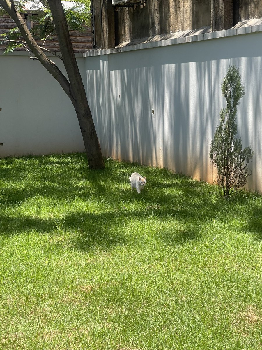 fatima_leiva's tweet photo. Cuando vivía en departamento y mi gato vivía encerrado y estresado siempre le decía; te prometo que vamos a vivir en nuestra casa con un patio enorme donde vas pasearte y tener árboles donde te puedas subir! Dicen que por la boca se pide lo que se quiere, aquí estamos Loki🥹❤️🏡 https://t.co/2WrJUGADRV