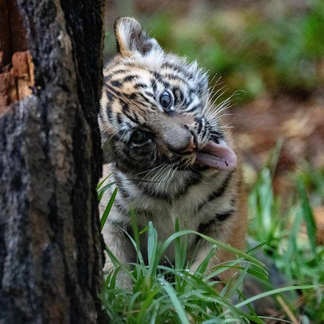 Barong_CTO's tweet image. Cinnamon’s nostalgic? 

The smell of Barong’s fur after a wild day is like the scent of a childhood favorite—comforting, wild, and unforgettable!!!🐯

#CryptoForGood #WildlifeConservation #Barong $Barong #Solana #memecoin #WWF #Tigers #BarongProject #MemeCoinwithPurpose #Crypto…