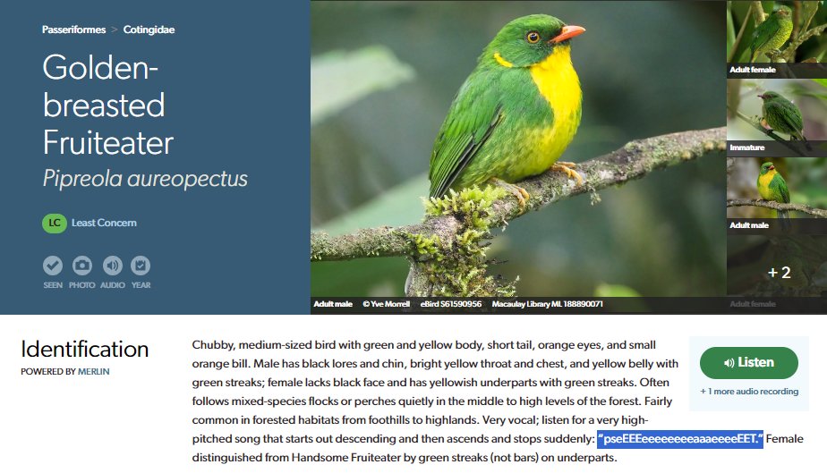 rbfrncs's tweet photo. How do you suppose the esteemed ornithologists at Cornell determine the number of e's to put in “pseEEEeeeeeeeeaaaeeeeEET.” Like is there a methodology? https://t.co/c7khH9CKTK