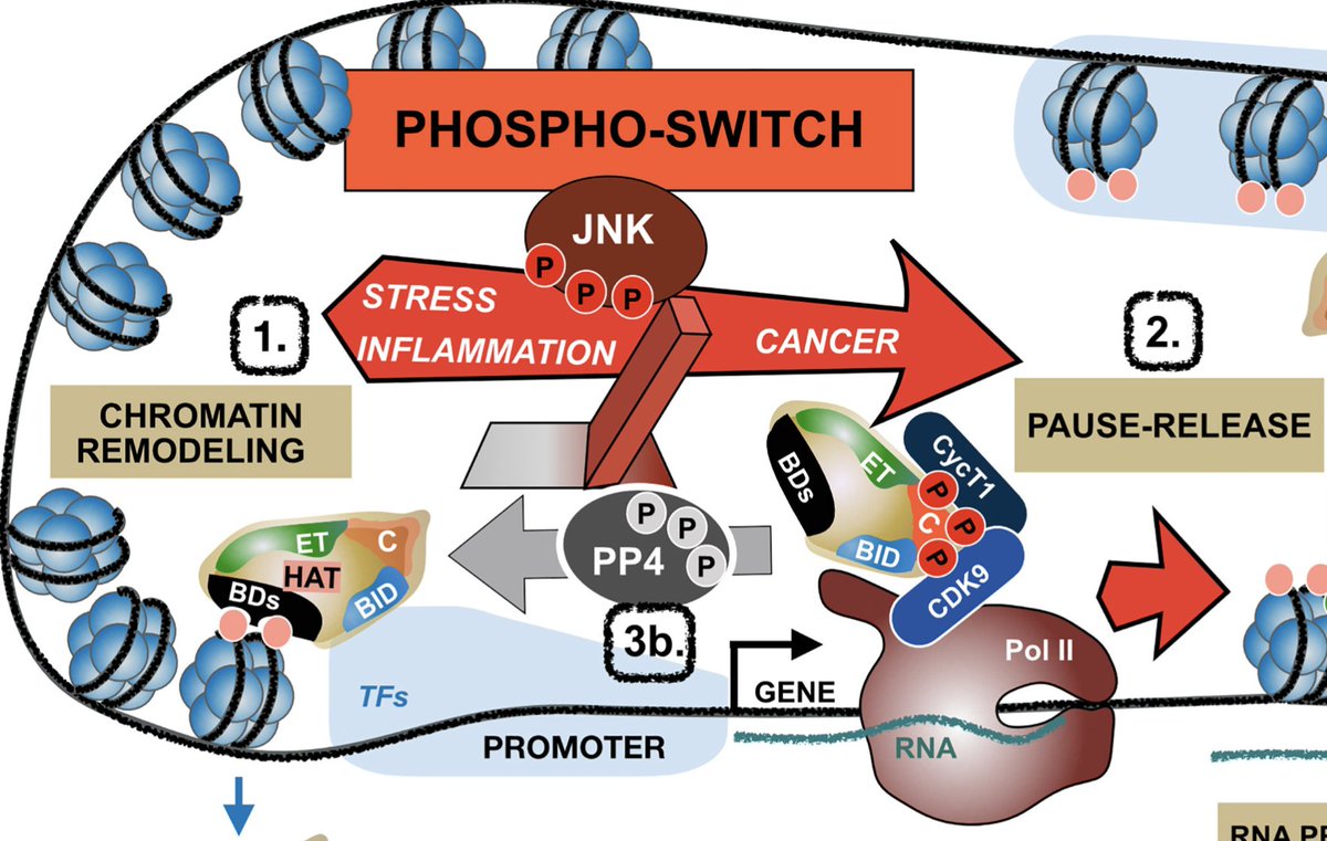 Anniina Vihervaara (@anniinavihervaa) on Twitter photo Fascinated by molecular switches that transition cell states and coordinate transcription. Was a privilege to preview the Singer lab's latest <a href="/MolecularCell/">Molecular Cell</a>, describing how multitasker BRD4 transitions from chromatin remodeler to transcription activator. doi.org/10.1016/j.molc… Fascinated by molecular switches that transition cell states and coordinate transcription. Was a privilege to preview the Singer lab's latest <a href="/MolecularCell/">Molecular Cell</a>, describing how multitasker BRD4 transitions from chromatin remodeler to transcription activator. doi.org/10.1016/j.molc…