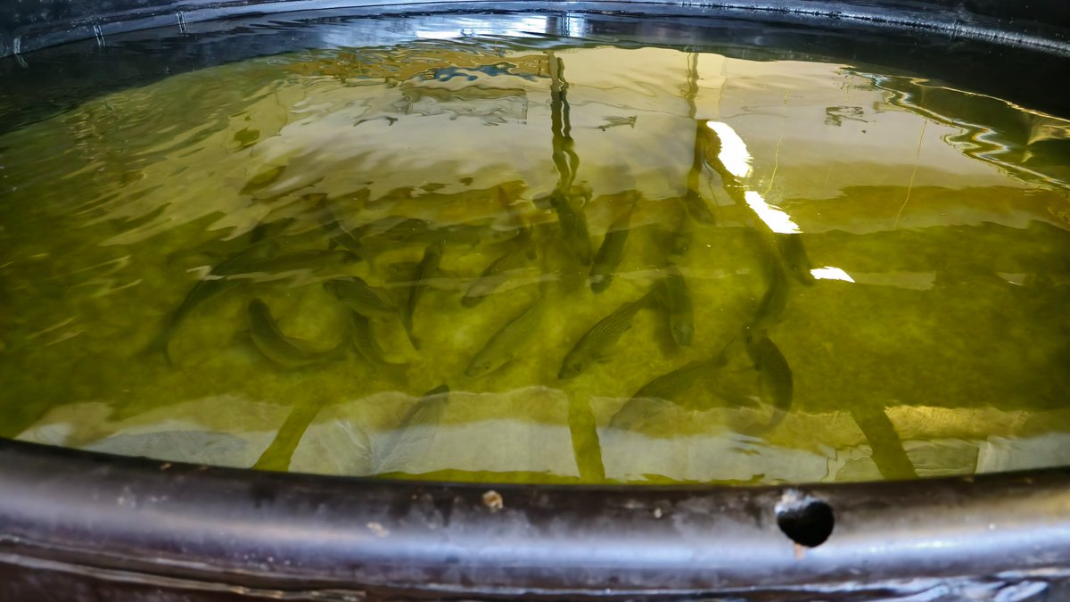 <a href="/GCISMedia/">GCIS Media Liaison</a> During #WorldFisheriesDay, Deputy Minister Singh explored species at the Marine Research Aquarium, including Sea Urchins, Seaweed, and the Spotted Grunter. These species highlight the innovation and sustainability driving aquaculture in SA. #Aquaculture #SustainableFisheries