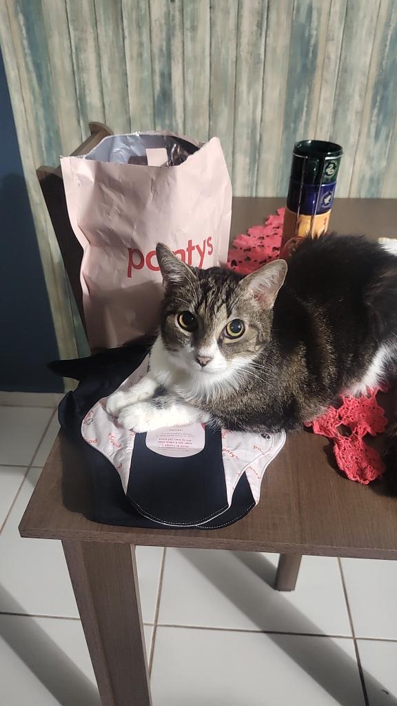 boa tarde com o thor fiscalizando as comprinhas que a mãe dele fez na black friday 🐱