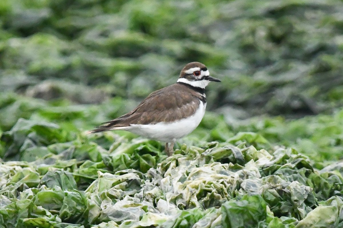 marcmcflurry's tweet photo. Killdeer, Snowy Plover, Western Sandpiper and Semi-palmated Plover #Paracas #Peru #BirdsSeenIn2024 https://t.co/5GLVKw3TcA