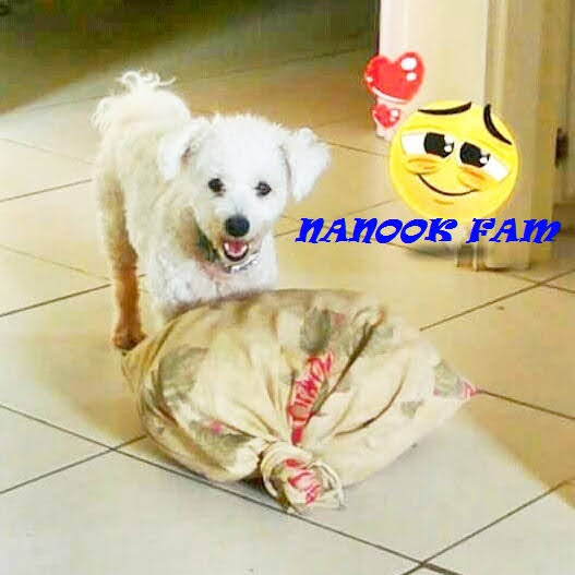 NanookFam's tweet photo. Senior Poodle's Adventures
Nanook Fam https://t.co/WqO7dZ30in: https://t.co/6JBTq05QX7... 
#nanook #nanookfam #poodle #seniorpoodle #poodletreats #nicolafranco #trini #doggie #animal #animals #animalslover #pets #poodleplaying #pooodlepuppy #poodledog https://t.co/vkVfPqOQoa