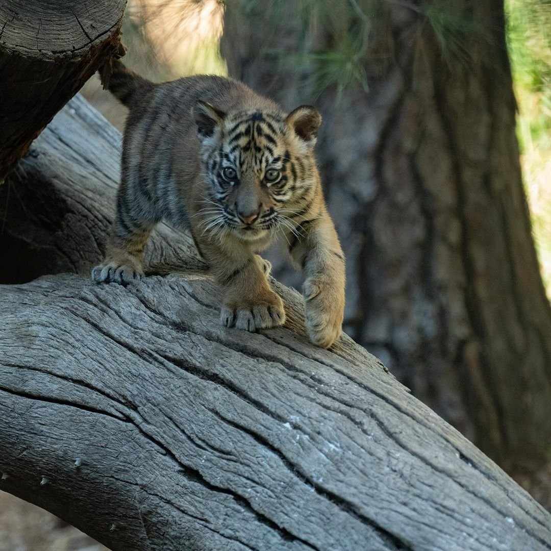 Barong_CTO's tweet image. 🚀 Barong is ready to launch to new heights! Just like Elon Musk's space ambitions, our mission is to soar, protect wildlife, and create a space for supporters to thrive with rewards. Let's take this journey together—conservation and crypto collide for the future!

#CryptoForGood…