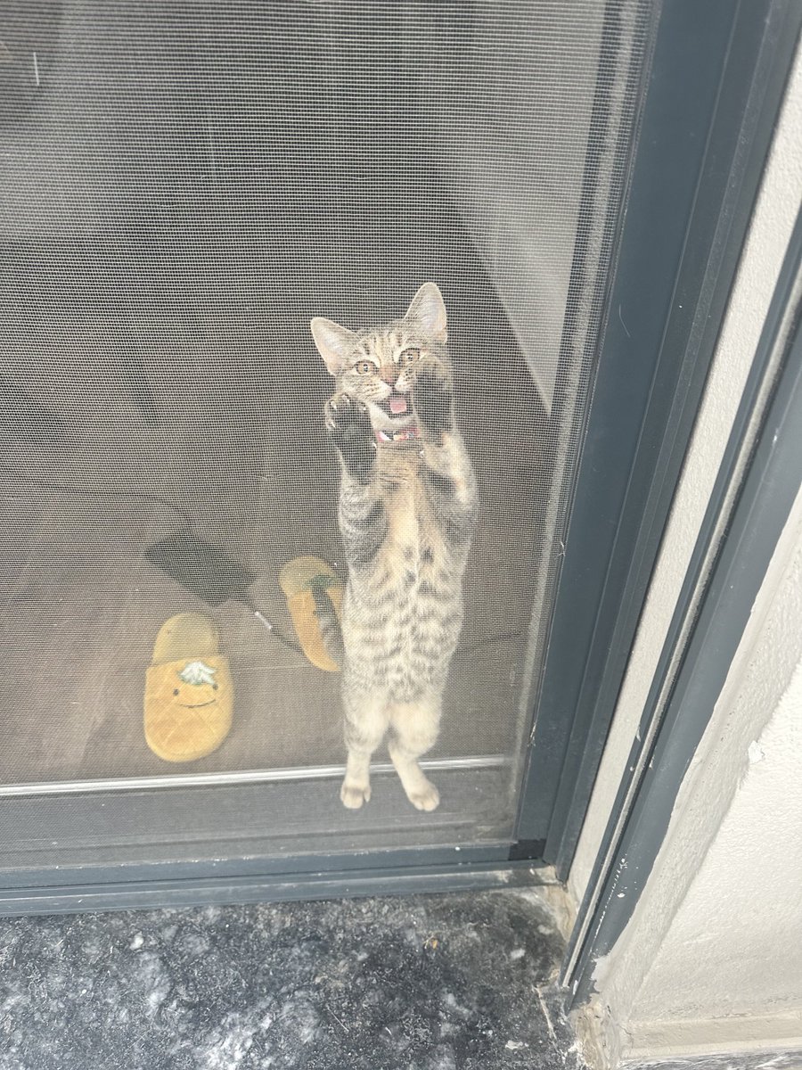 Ben bir sinek miyim?