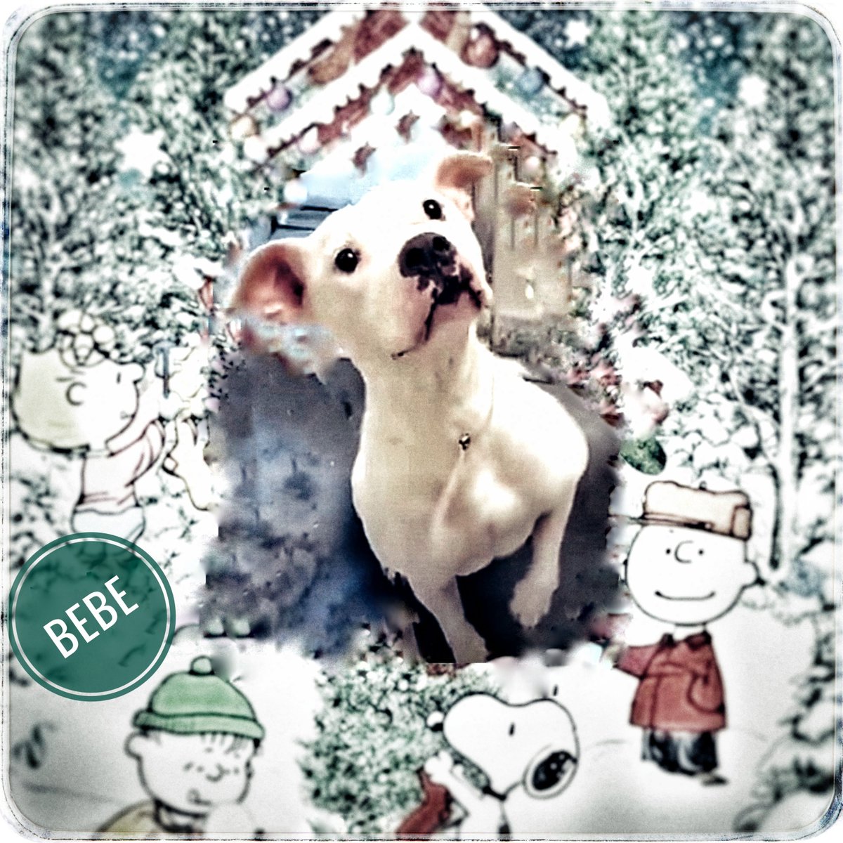 rothfarms's tweet photo. 💞#SaveBebe #A626688 This Darling little package is ABSOLUTELY ADORABLE🥰 Please see her video 📽 and MORE info below 👇 She'd look PERFECT under YOUR 🎄 https://t.co/giTRQKyGpQ