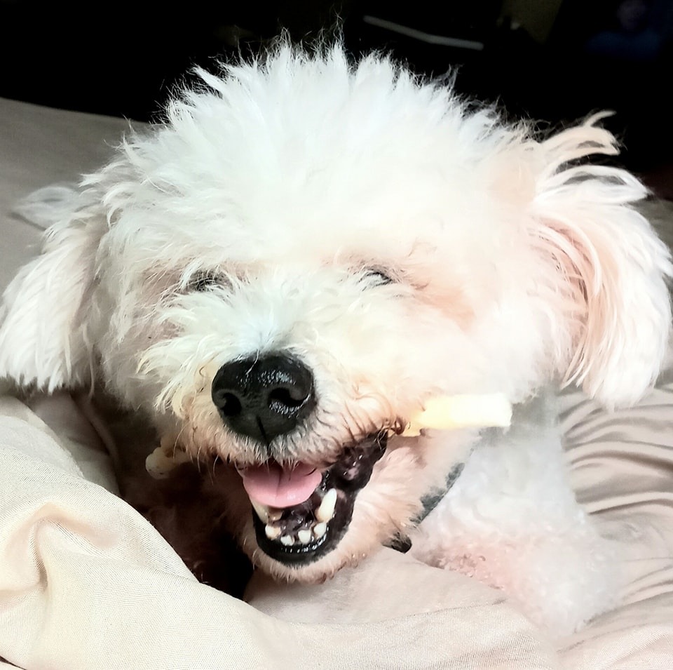 NanookFam's tweet photo. Senior Poodle's Adventure: Digital Creator, Nature Lover, Playtime Enthusiast 
#nanook #nanookfam #poodle #seniorpoodle #poodletreats #nicolafranco #trini #caribbeanlife #doggie #animal #animals #animalslover #pets #poodleplaying #pooodlepuppy #poodledog #lovingpoodle #lovepood https://t.co/WXmYRk4C7I