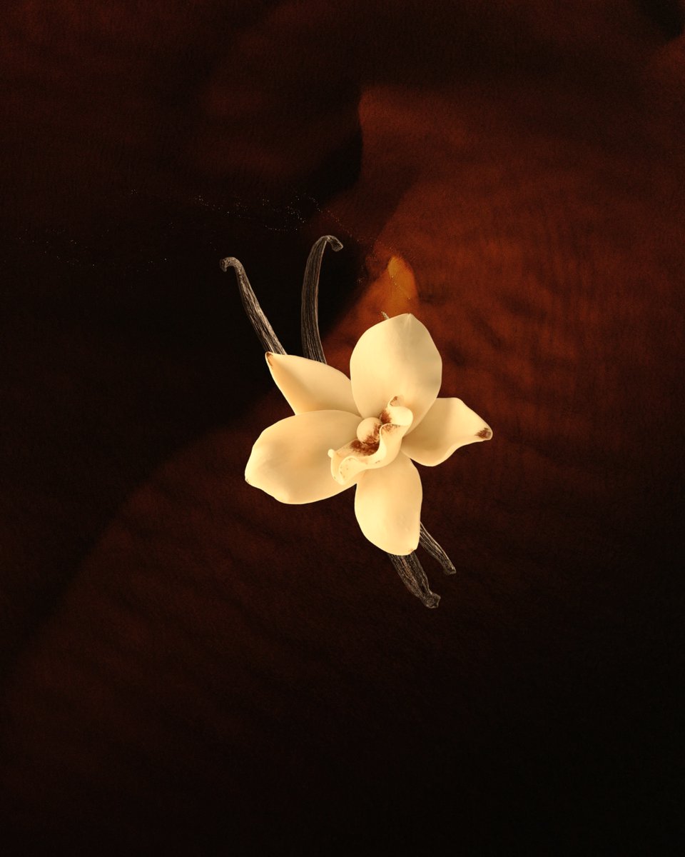 EdmondsHonor's tweet photo. From a single bloom to a timeless legacy. Edmond Albius revolutionized vanilla by perfecting the pollination technique we still use today. Now, that legacy lives on in every pour of Edmond’s Honor. Visit the link in our bio to learn more! #Vanilla #Legacy #EdmondsHonor https://t.co/PAReAvIZVj