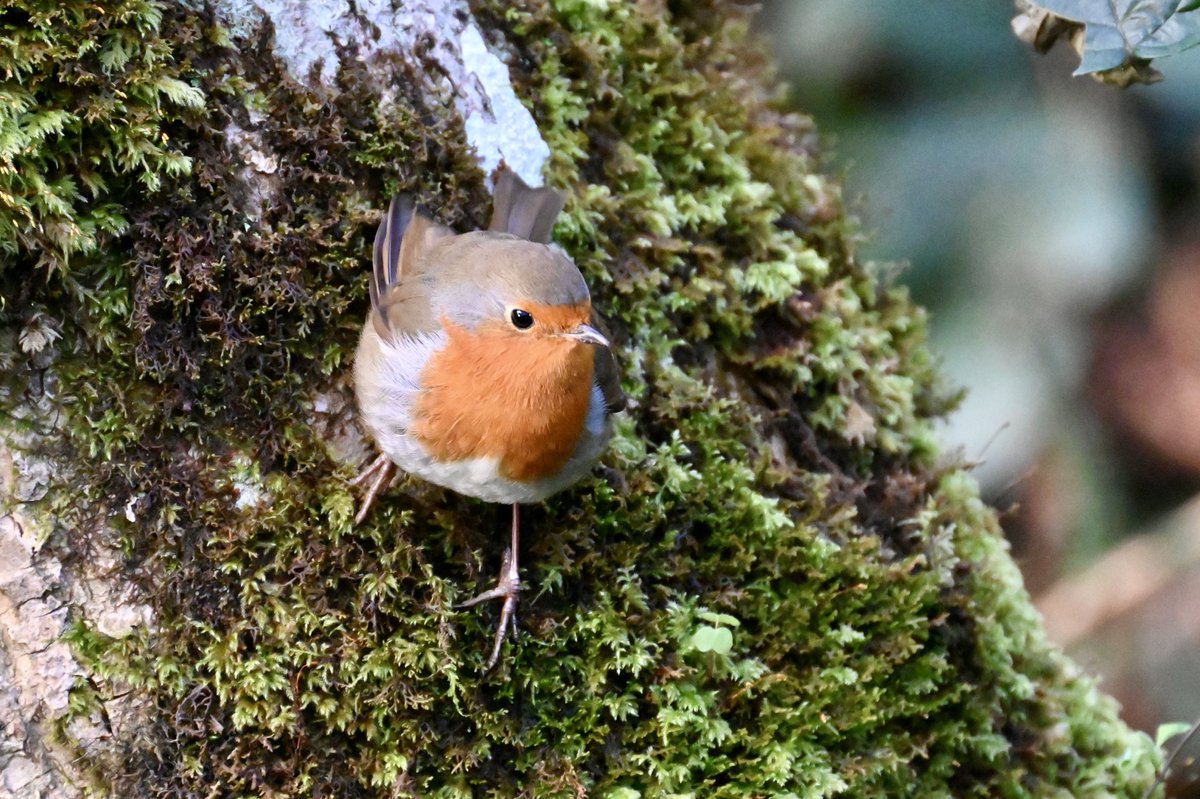 ImagesLundy's tweet photo. Bryophytes the study &amp; conservation of mosses &amp; liverworts are recorded by the LFS on Lundy. In spring 2021 a species was found on Lundy that was new to Britain Didymodon tophaceus subsp. #moss #robin #Lundy #Bristolchannel #Bryophytes https://t.co/jMO08wpfBq