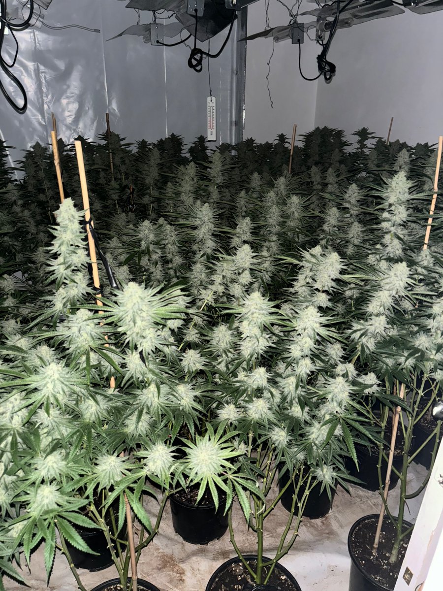 Trinity Ward Policing (WW) (@mpstrinityww) on Twitter photo Trinity SNT and <a href="/MPSWandle/">Wandle SNT</a> have recently assisted containing the scene at a property where a large number of cannabis plants were seized. Trinity SNT and <a href="/MPSWandle/">Wandle SNT</a> have recently assisted containing the scene at a property where a large number of cannabis plants were seized.