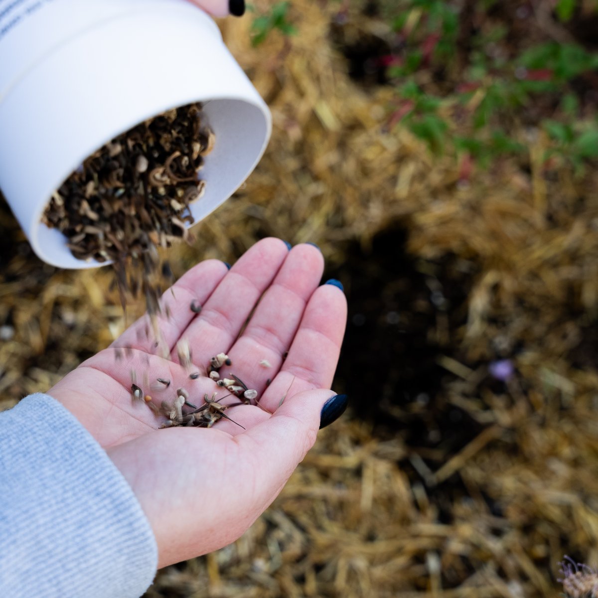 Botanical Interests 🌻 tweet media